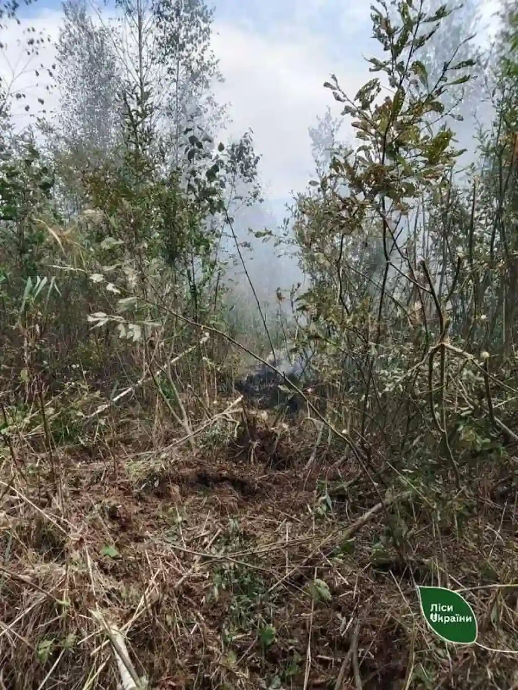На Житомирщині та Київщині через падіння дронів спалахнули лісові пожежі