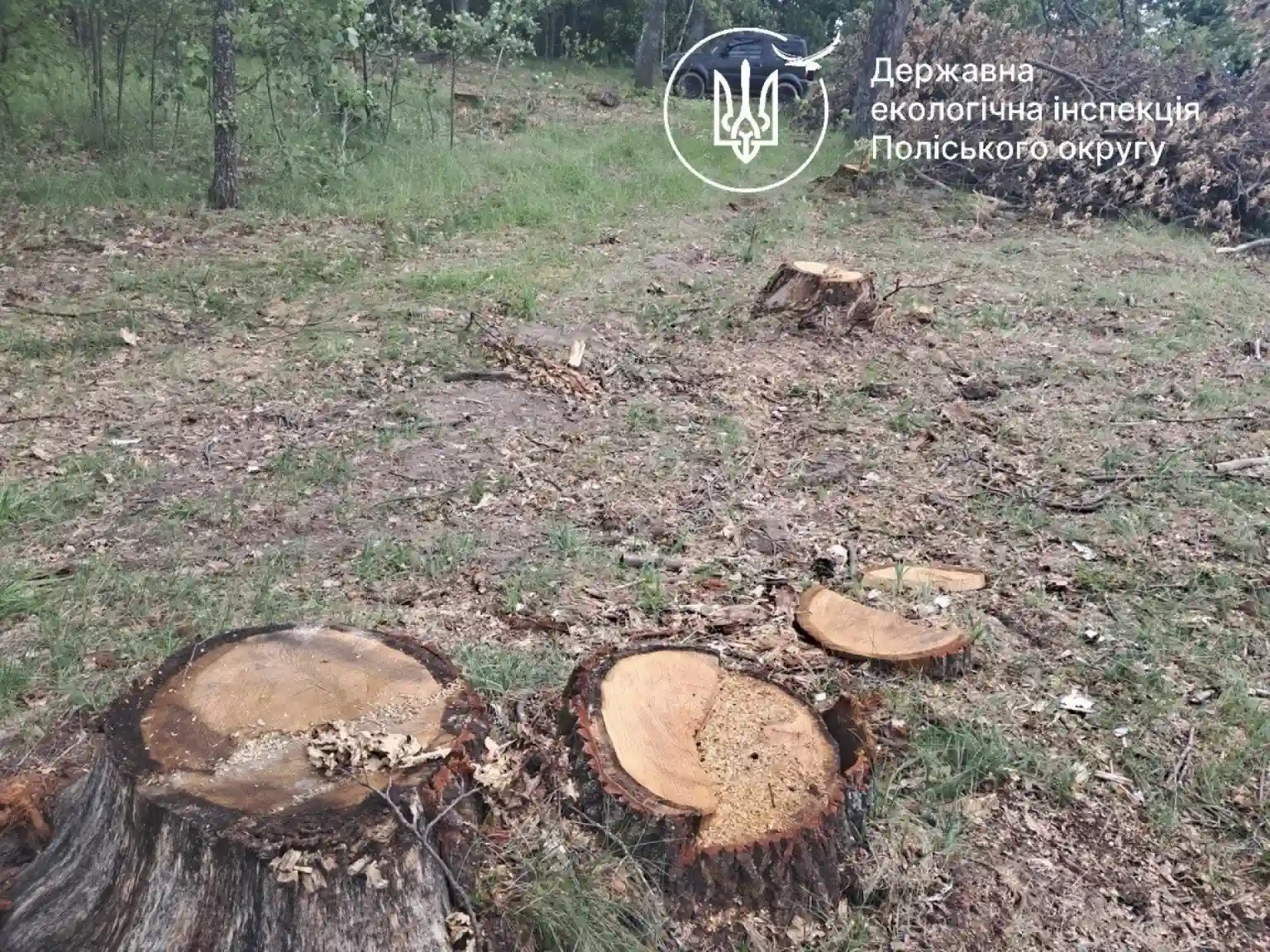 На Житомирщині Держекоінспекція вимагає 2,5 млн грн за спиляні дуби