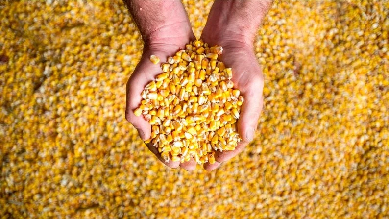 Зберігання насіння на Житомирщині: поради фахівців для аграріїв і городників