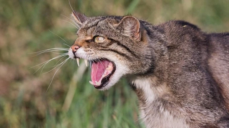 Хвиля сказу на Житомирщині: за тиждень небезпечну хворобу підтвердили у п’яти тварин