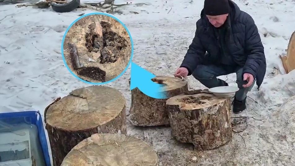 Поліське золото у шкільній котельні: в Олевську знайшли три кілограми дикого меду в дровах