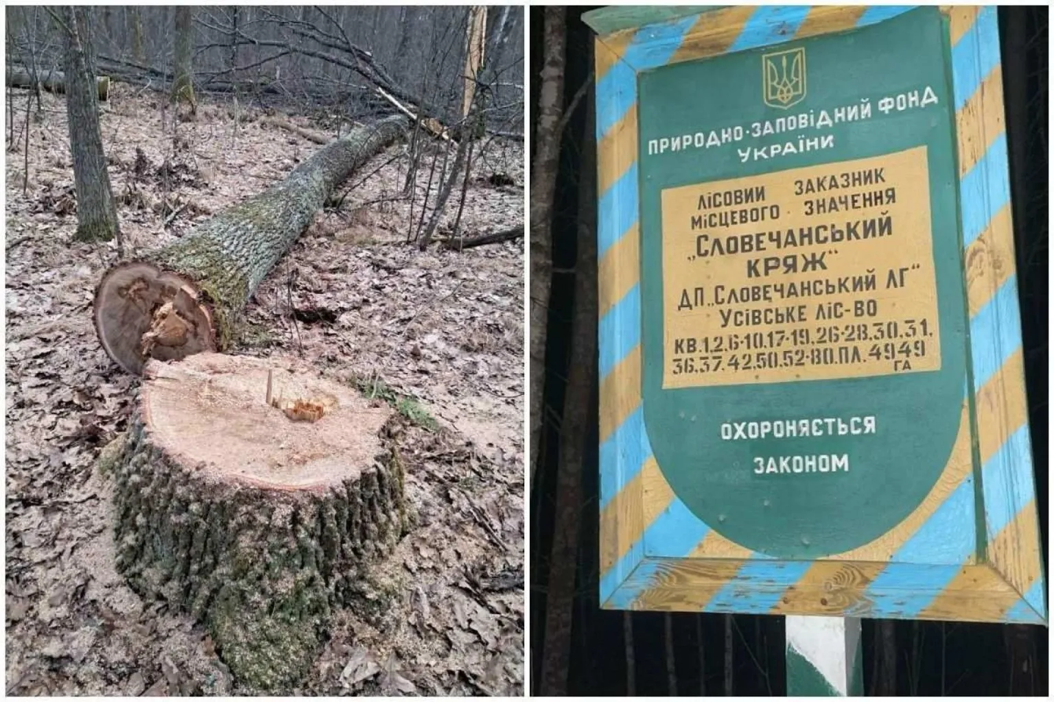 Апеляційний суд підтвердив стягнення майже 2 млн грн за незаконні рубки у «Словечанському кряжі»