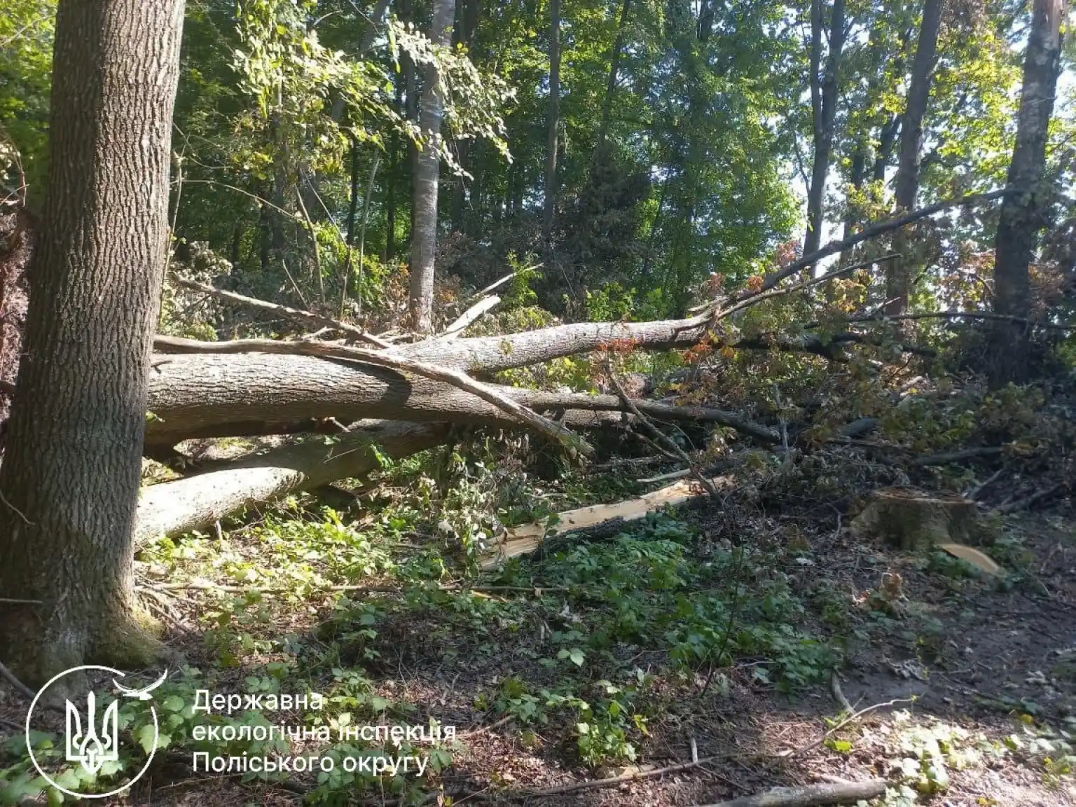 Лісгосп виплатив громаді майже 600 тисяч гривень за незаконні рубки на Житомирщині