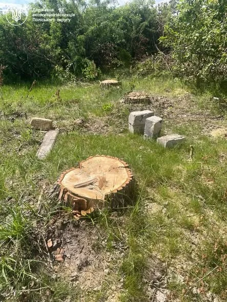 Екологічна шкода на Коростенщині: невідомі знищили 17 тополь
