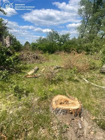 Екологічна шкода на Коростенщині: невідомі знищили 17 тополь